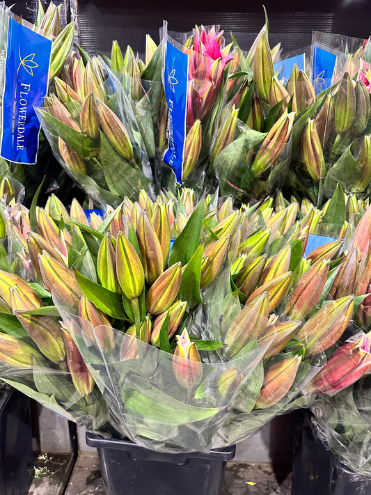 Oriental lillies