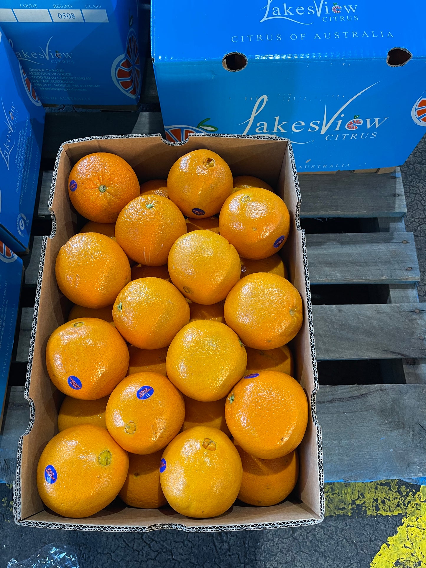 Navel Oranges