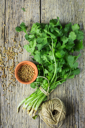 Coriander Bunch