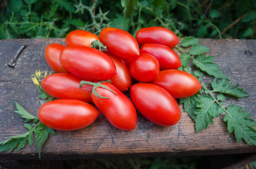 Roma Tomatoes KG